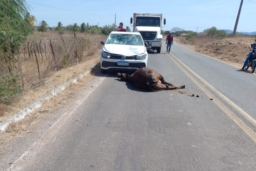 Vaca invade pista, carro colide de frente e animal morre em rodovia, em Joca Claudino 